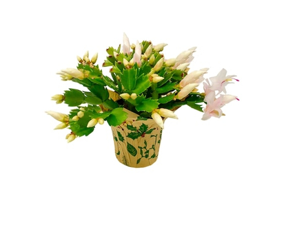 Christmas Cactus - 1.0 EA