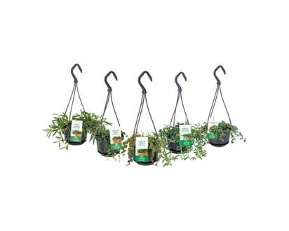 Petits Paniers Plante Tropicale Suspend Assortis - 1.0 EA