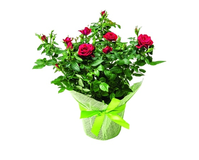 Westbrook Floral Mini Rose in Pot Cover, 6 inch - 1.0 EA