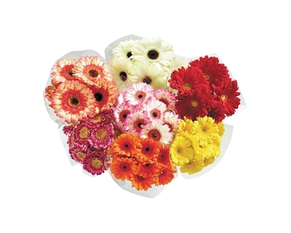 Gerbera Daisy bunch - 1.0 EA