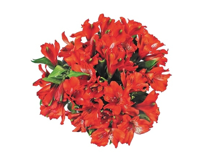 Alstroemeria bunch - 1.0 EA