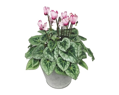 Cyclamen 6 Inches - 1.0 EA