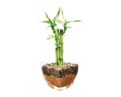 Lucky Bamboo Arrangement - 1.0 EA