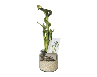 Bamboo Arrangement - 1.0 EA