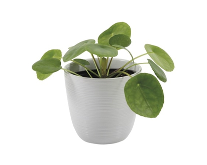 Pilea 4 inch Plant in Upgraded Pot - 1.0 EA