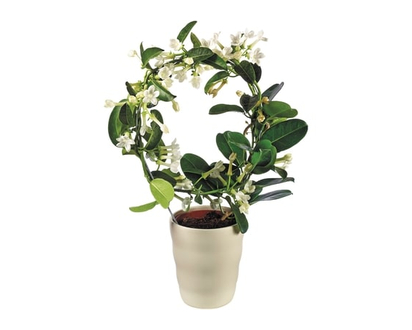 Stephanotis in Ceramic 5.5 Inch - 1.0 EA