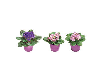 African Violet in plastic pot - 1.0 EA