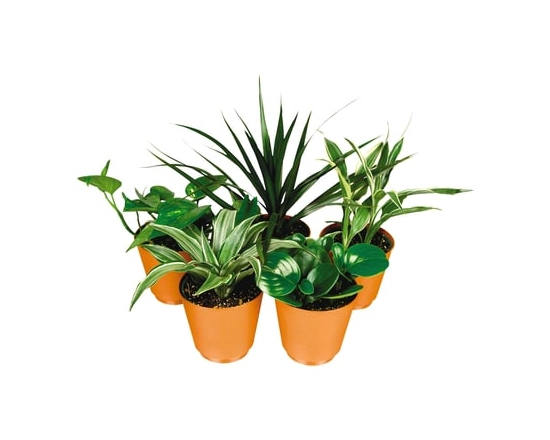 Assorted Tropical Plant in pot, 4 inch - 1.0 EA