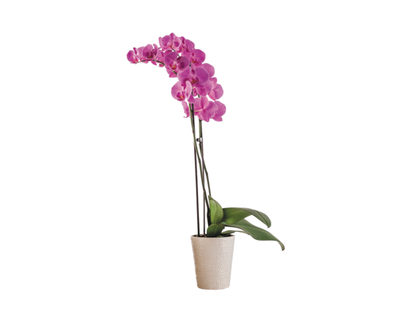 FRESH MARKET Orchid, 5-Inch - 1.0 EA