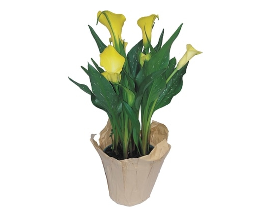 Calla Lily, 4-inch - 1.0 EA