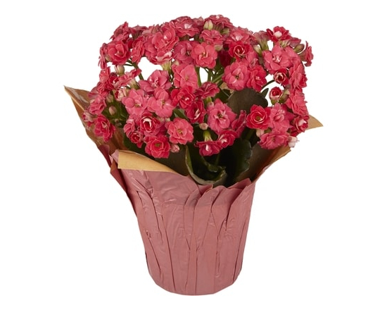 4-inch Potted Kalanchoe - 1.0 EA