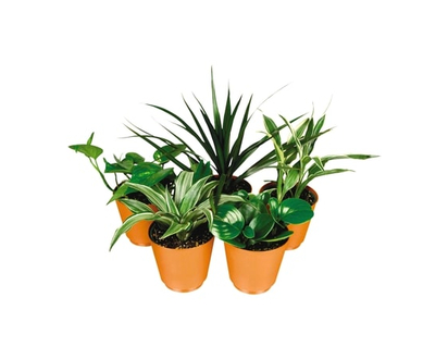 Assorted Tropical Plant in pot, 4 inch - 1.0 EA