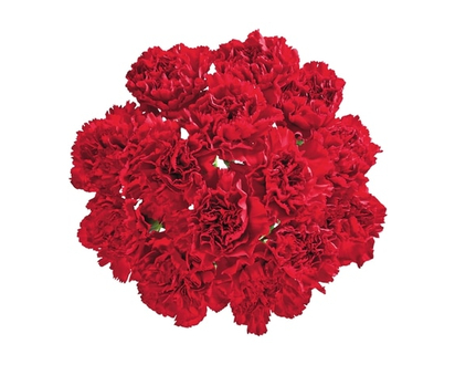 Carnation bunch - 1.0 EA
