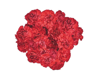 Mini Carnation bunch - 1.0 EA
