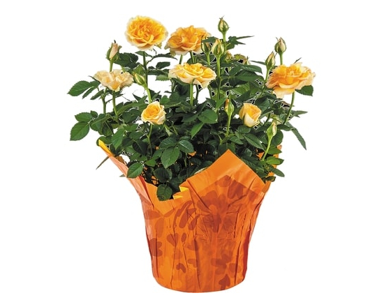 Mini Rose, 4-inch - 1.0 EA