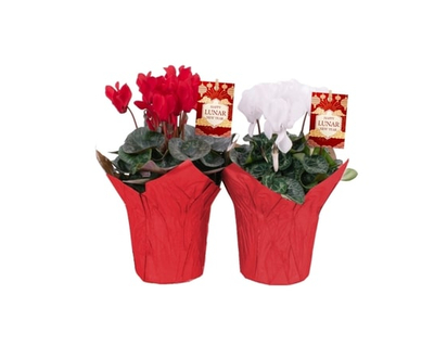 Cyclamen, 4 Inch - 1.0 EA