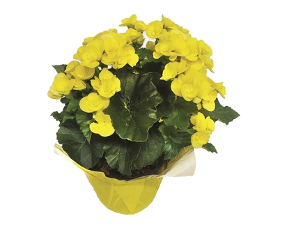 Begonia 6 Inch - 1.0 EA
