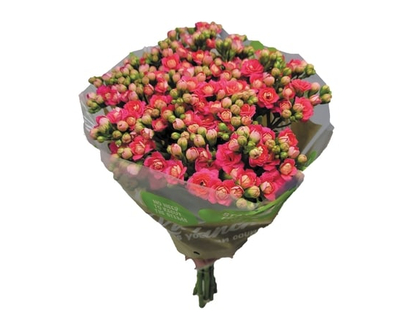 Cut Kalanchoes, 5 stem - 1.0 EA