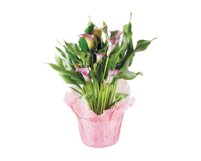 Calla Lily, 6-inch - 1.0 EA