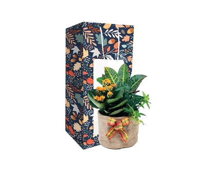 Everyday Gift Bag Planter - 1.0 EA