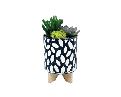 Succulent Garden - 1.0 EA