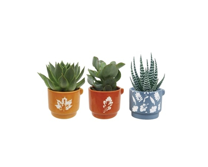 Mini Succulent - 1.0 EA