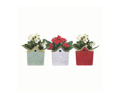 Mini Kalanchoe - 1.0 EA