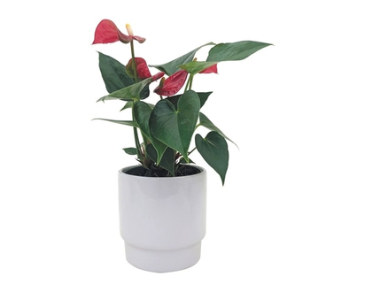 Anthurium de 4 pouces en céramique - 1.0 EA