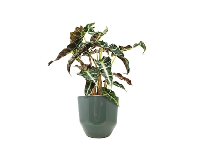Tropical Plants In 6-inch Pots - 1.0 EA