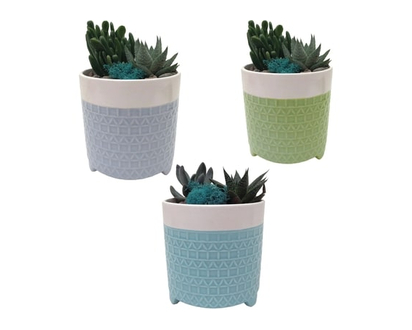 Succulent Garden Planter 5-inch - 1.0 EA