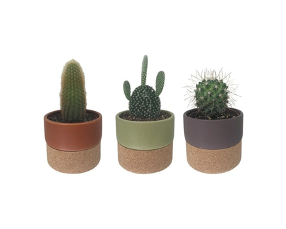 Cactus Upgrade - 1.0 EA