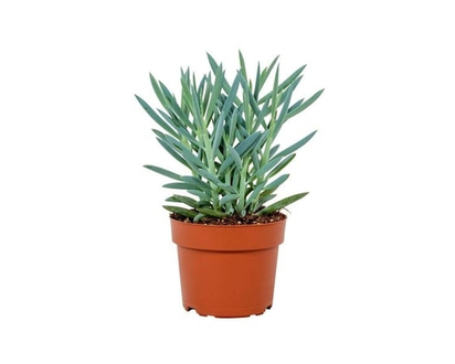 Mount Everest Succulent - 1.0 EA