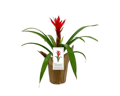 Bromeliad, 4 Inch - 1.0 EA