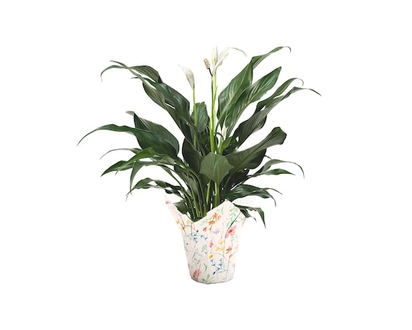 Peace Lily, 4 Inch - 1.0 EA