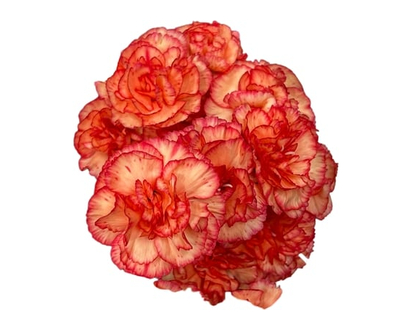 Mini Carnation Bunch - 1.0 EA