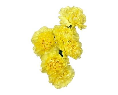 Carnation Bunch - 1.0 EA