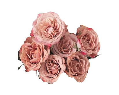 Garden Rose 6 Stem - 1.0 EA