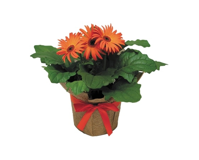 6-inch Potted Gerbera - 1.0 EA
