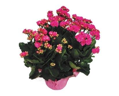 Kalanchoe In 4.5 Inch Potcover - 1.0 EA