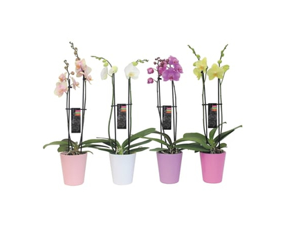 Westbrook Floral Phalaenopsis Orchid in 5-inch ceramic pot - 1.0 EA