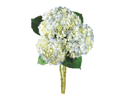 Blue Hydrangea bunch - 1.0 EA