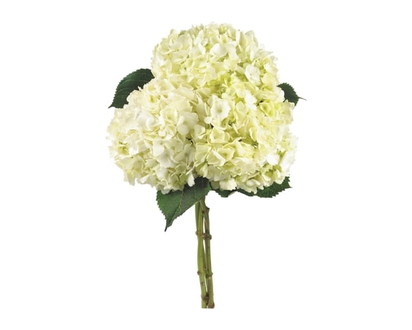 White Hydrangea bunch - 1.0 EA