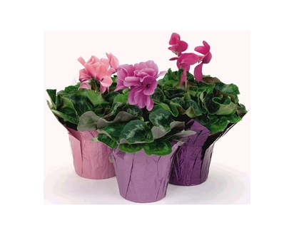 Cyclamen In 4.5 Inch Potcover - 1.0 EA