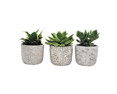Succulent Metallic 5 Inch - 1.0 EA