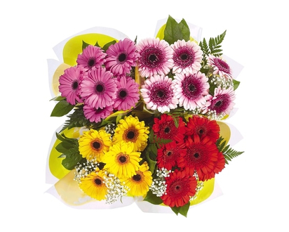 Gerbera Daisy Bunch - 1.0 EA