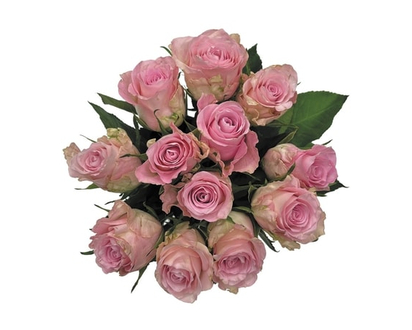Dozen Roses in Assorted Colours - 1.0 EA