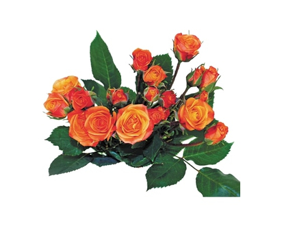 Spray Rose bunch - 1.0 EA