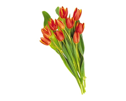 Tulips, 10 stem - 360.0 G