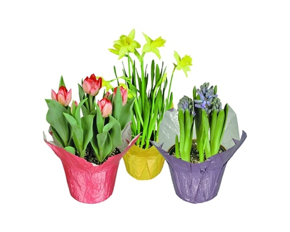 Spring Bulbs, 6-inch - 1.0 EA