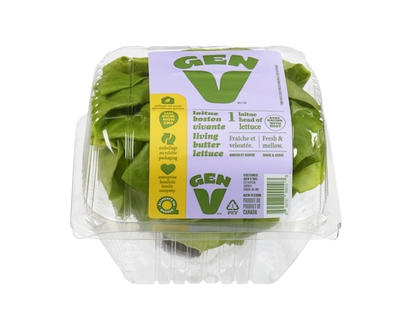 Boston Lettuce, Dome - 1.0 EA